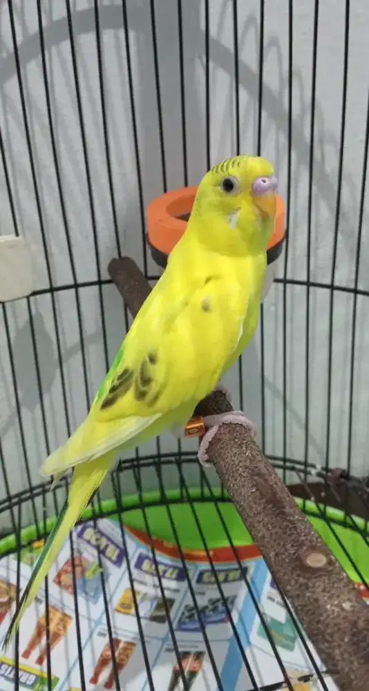 Parkit jantan dewasa