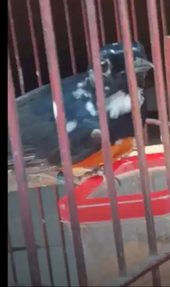 Murai jantan blorok jenggotan