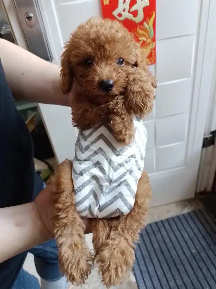 Anjing poodle mini toy