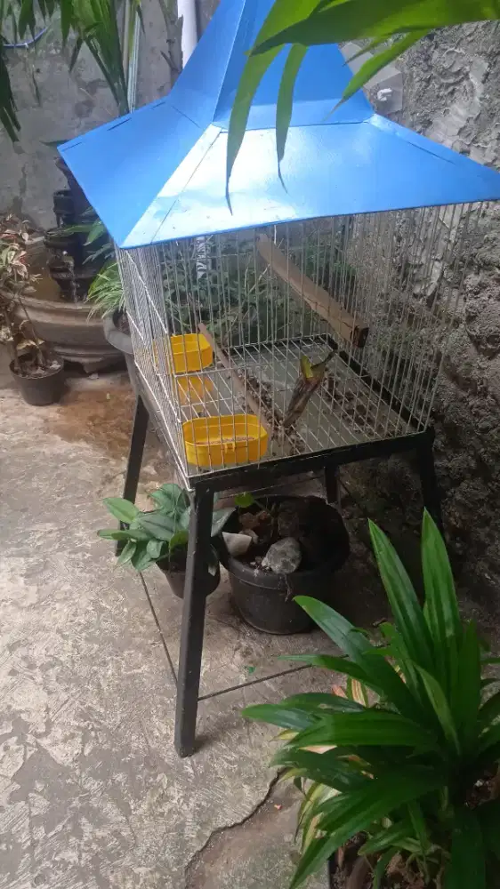 Kandang besi beo dll