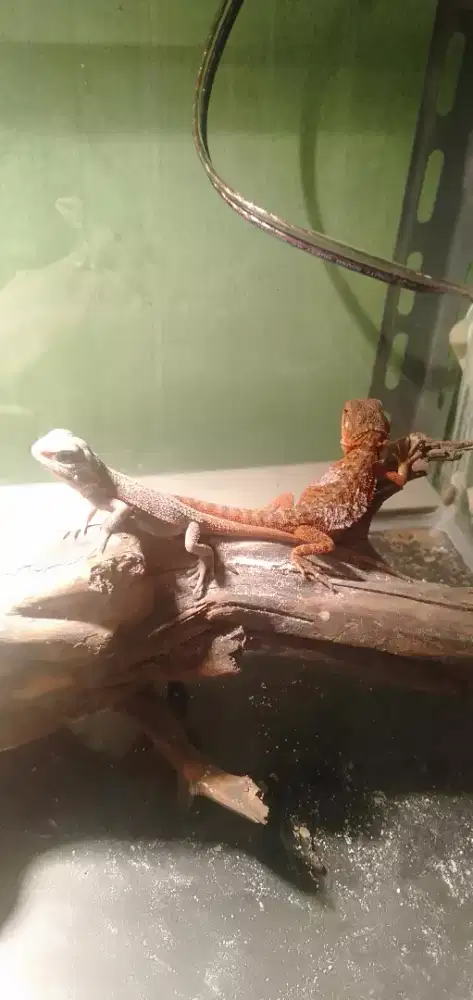 Breaded dragon red baby