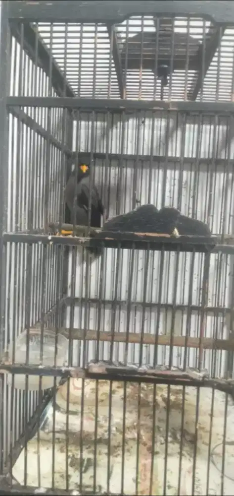 Jalak kerbau rawatan