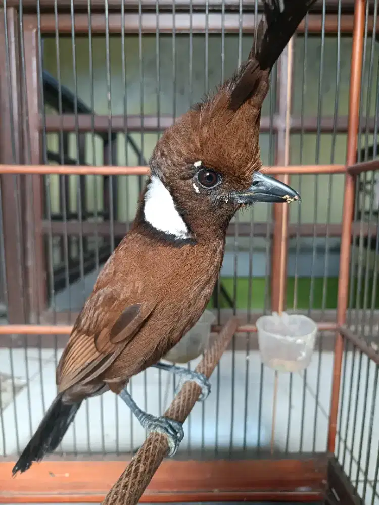 Burung coklat jambul