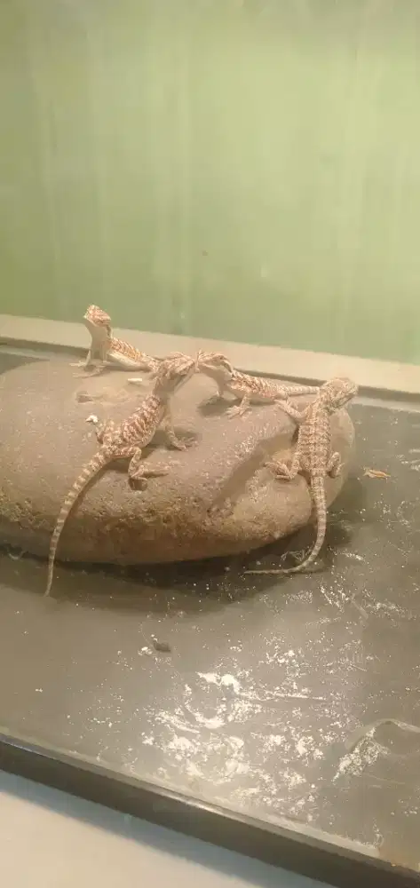 Breaded dragon normal