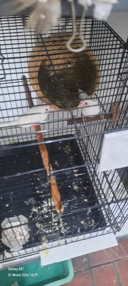 Burung indukan Emprit Jepang