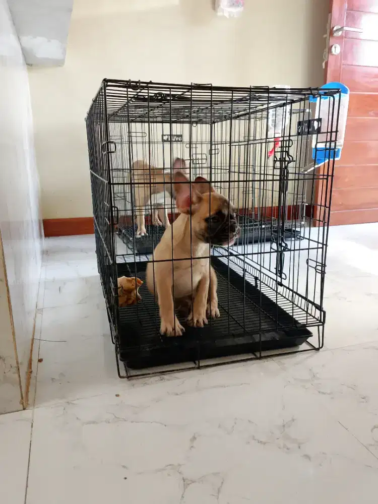 Dijual frenchie /french bulldog JANTAN non stb
