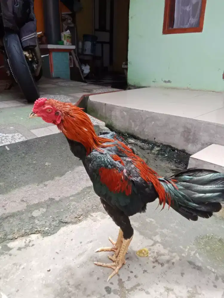 AYAM BANGKOK UK3