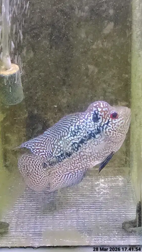 ikan lohan cencu full marking 8cm full mutiara shining ikan louhan