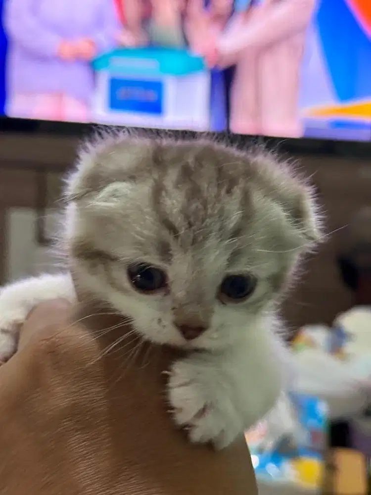 Scottish fold kucing