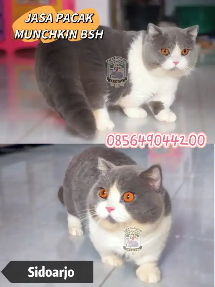 Pacak munchkin bsh line import