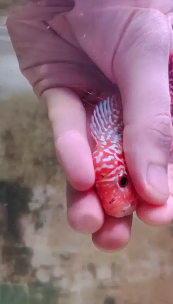 ikan lohan goldenbase 9.5cm lohan cencu gb cencu merah ekor lebar