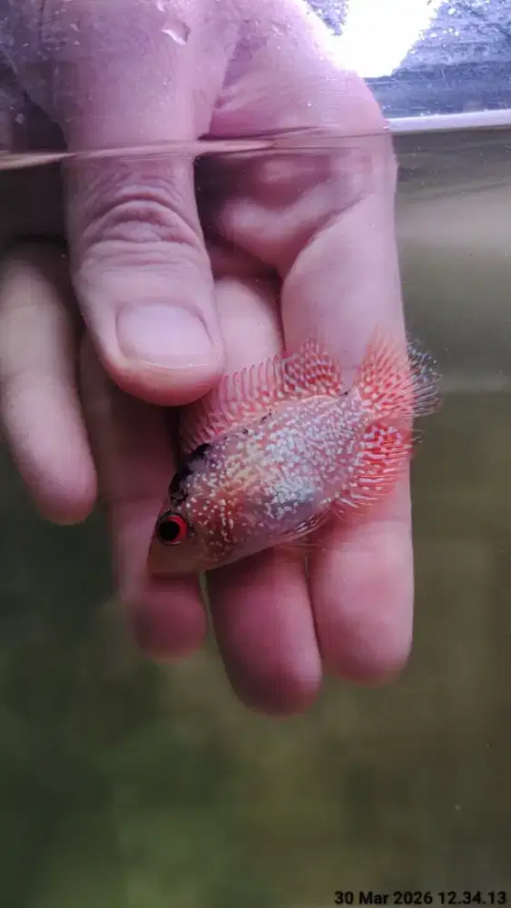 ikan lohan gb 4cm Louhan cencu golden base mutasi ekor lebar cerah