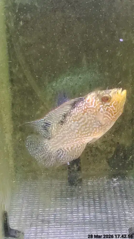 ikan lohan gb cencu 8cm goldenbase cencu ekor lebar warna oren tegas