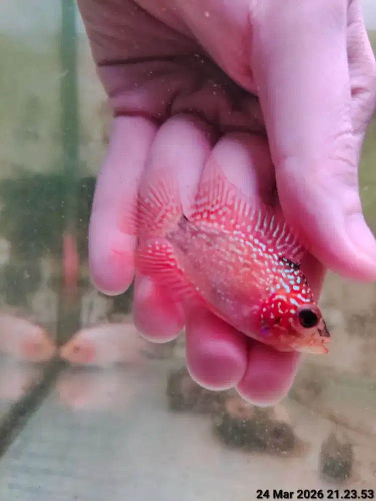 ikan lohan gb 5cm Louhan cencu golden base mutasi ekor lebar cerah