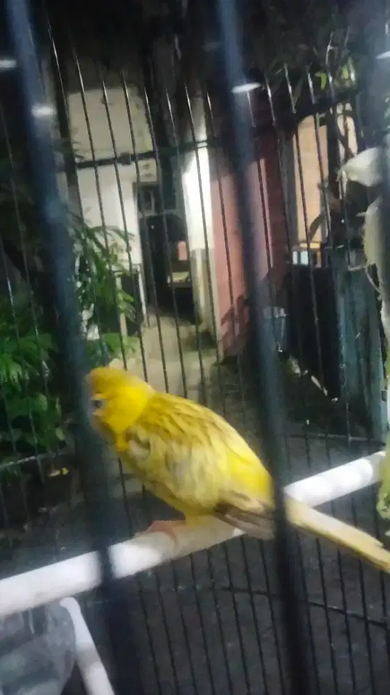 Kenari jantan paud udah ngeriwik