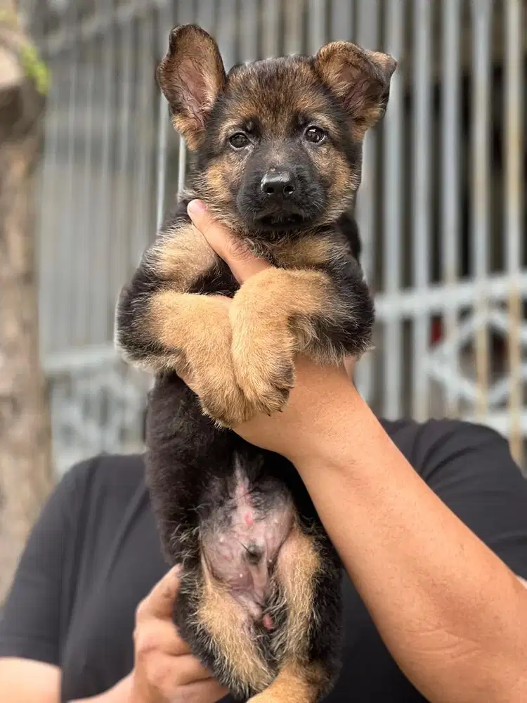 Anjing / puppies herder jantan murmer