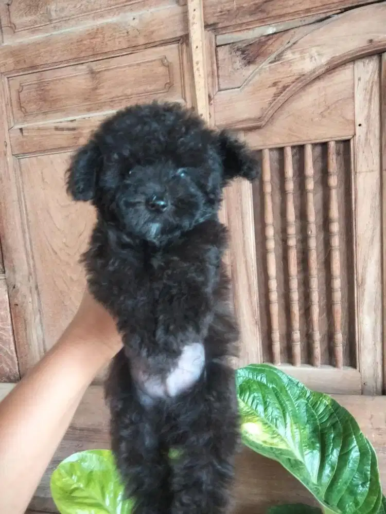 Anjing / puppies black tiny poodle jantan