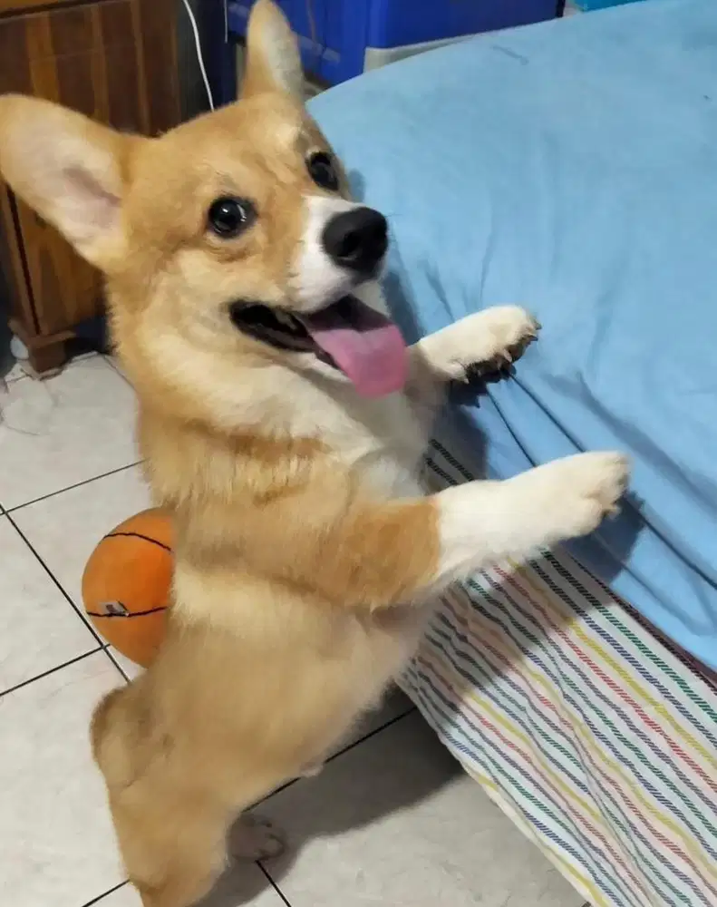 Anjing / puppies welsh corgi jantan murmer