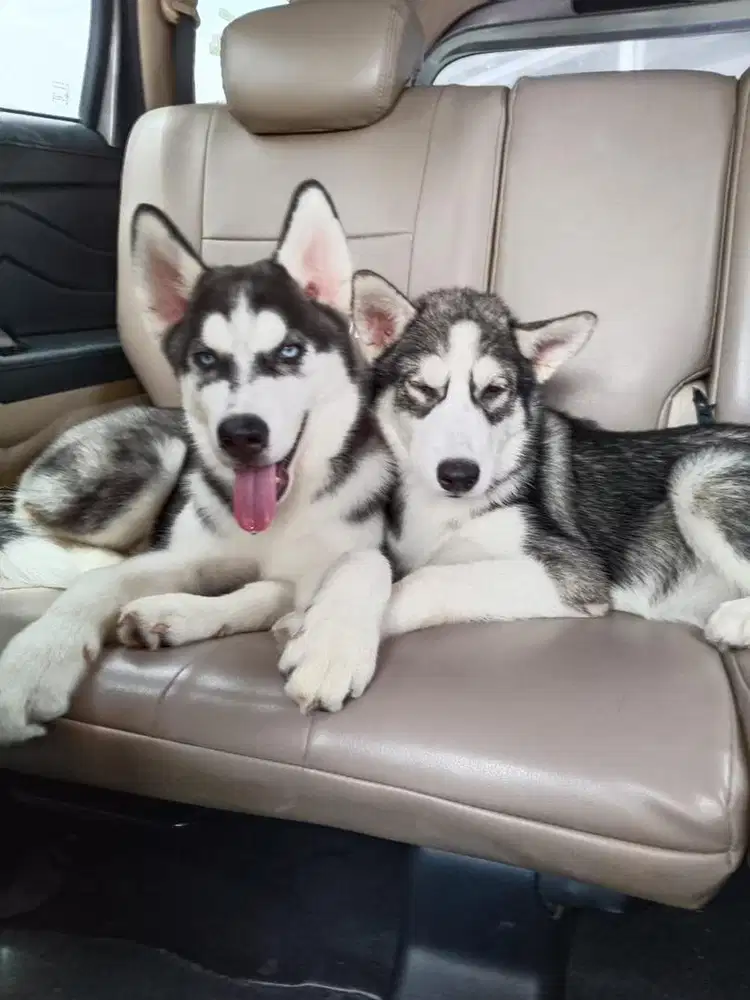 Anjing / siberian husky cakep