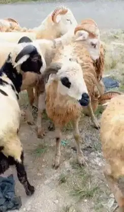 10 ekor domba jantan 25-30kilo 10-12 bln siap penggemukan qurban 2026