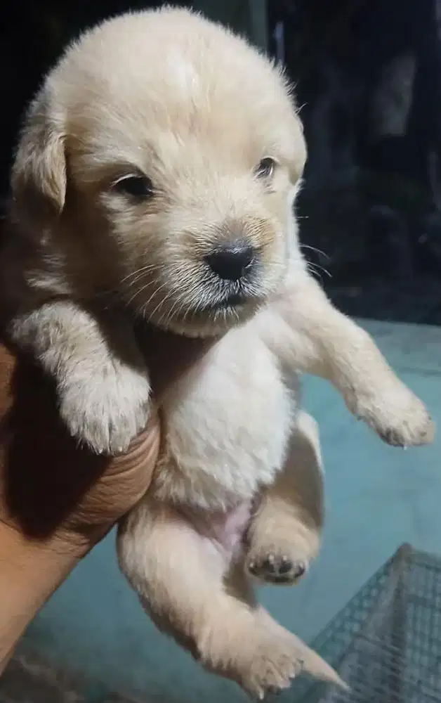 Anjing / puppies mix golden cute