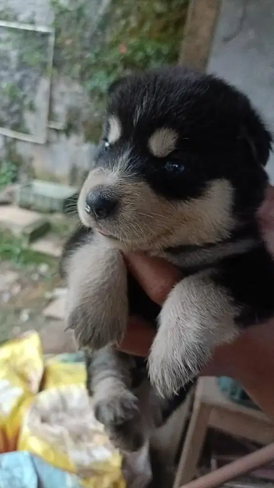 Anjing / puppies siberian husky betina