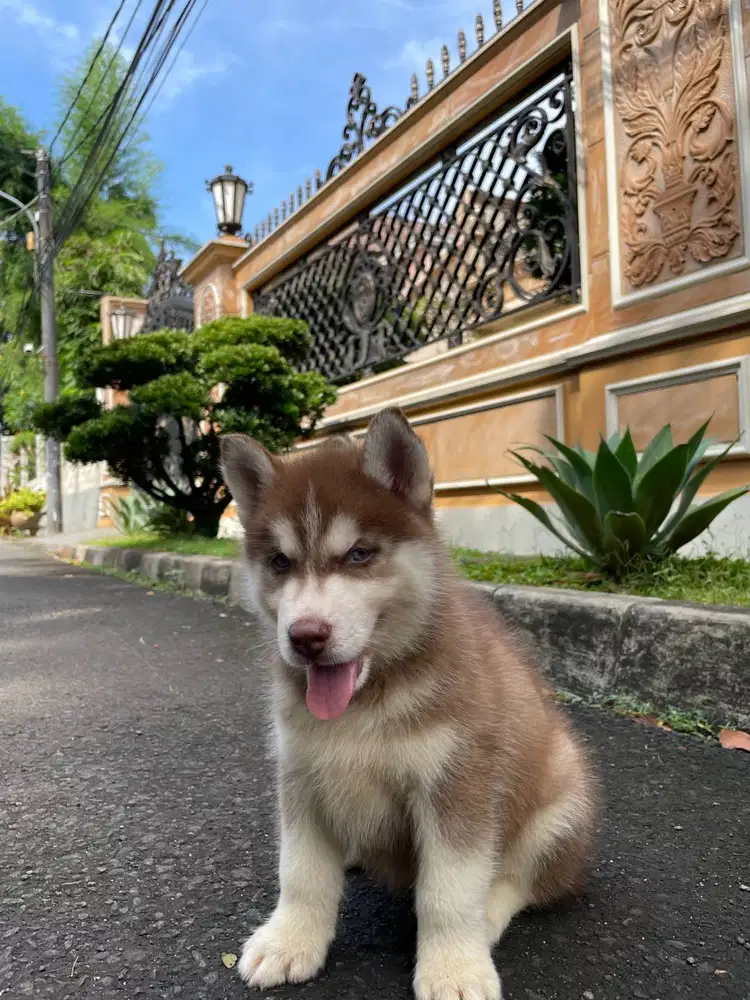 Dijual Skye Hart De Kaizen Male Bold Chopper Siberian Husky Superior Q