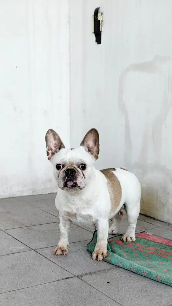 Anjing - indukan french bulldog 2 tahun (betina)