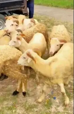 10 ekor domba jantan 25-30kilo 10-12 bln siap penggemukan kurban 2026