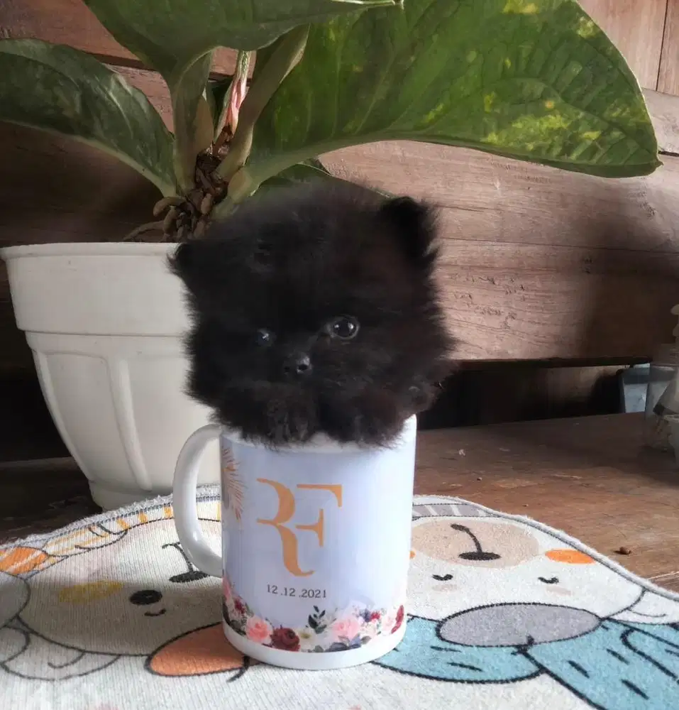 Anjing / puppies superminipom