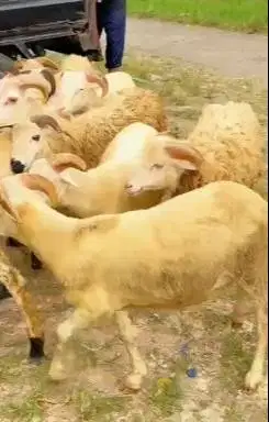 10 ekor domba jantan 25-30kiloan 9-11 bln siap penggemukan qurban 2026