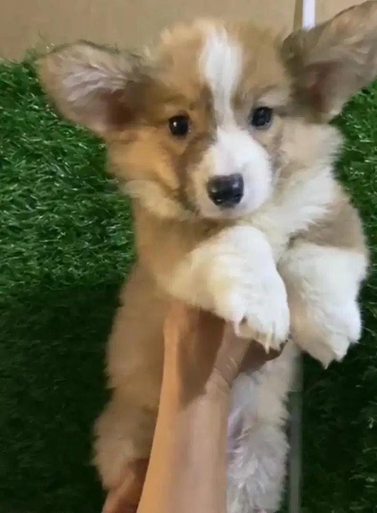 Anjing / puppies welsh corgi sable