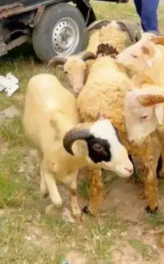 10 ekor domba jantan 25-30kilo 9-11 bln siap penggemukan kurban 2026