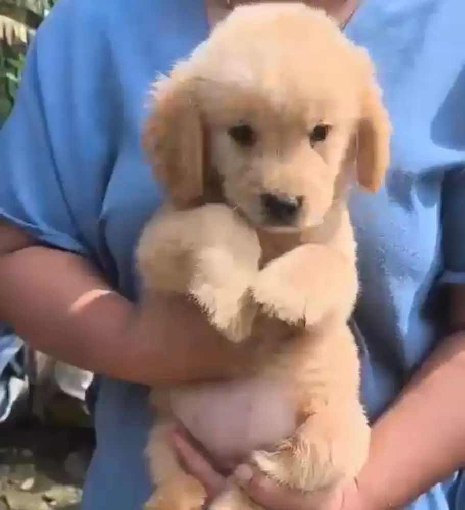 Anjing / puppies golden retriever