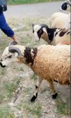 10 ekor domba jantan 9-11 bln 25-30kilo layak penggemukan qurban 2026