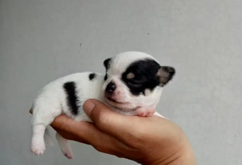 Anjing / puppies mini chihuahua cute