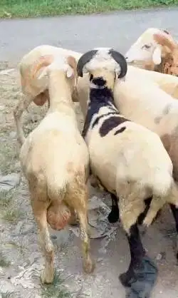 10 ekor domba jantan 9-11 bln 25-30kilo siap penggemukan kurban 2026