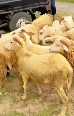10 ekor domba jantan 9-11 bln 25-30kilo siap penggemukan kurban 2026