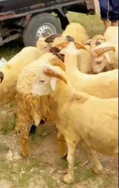 10 ekor domba jantan 9-11 bln 25-30kilo siap penggemukan qurban 2026