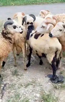 10 ekor domba jantan 9-11 bln 25-30kilo siap penggemukan qurban 2026