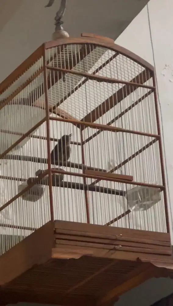 Di jual burung wambi mini