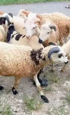 10 ekor domba jantan 9-11 bln 25-30kilo siap penggemukan kurban 2026