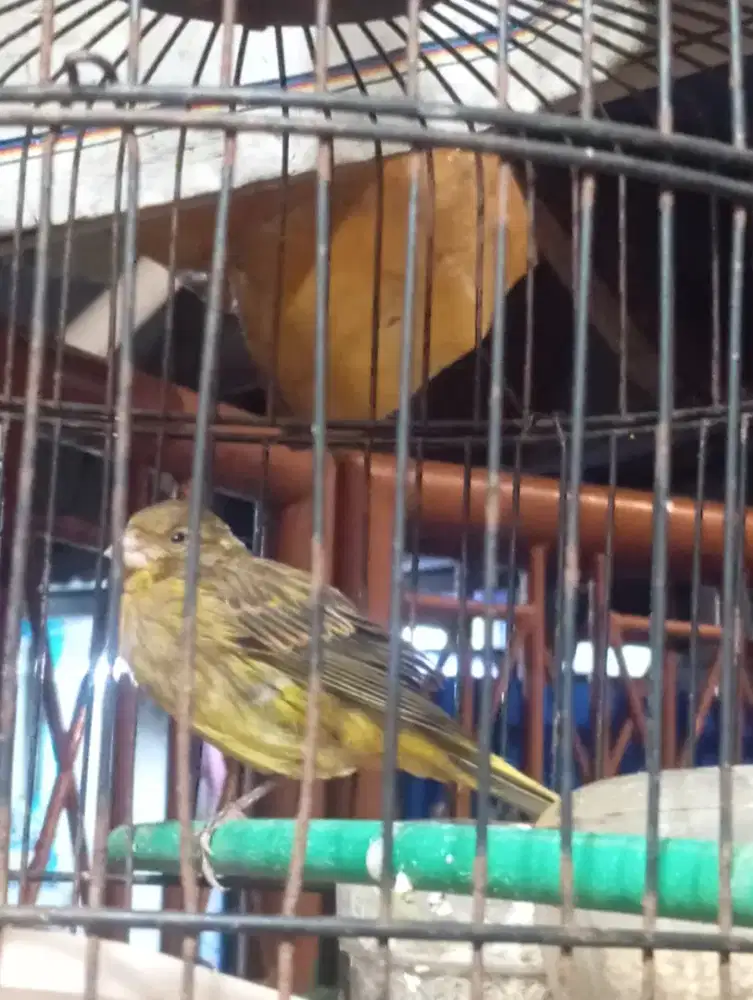 BURUNG KENARI PREDIKSI JANTAN