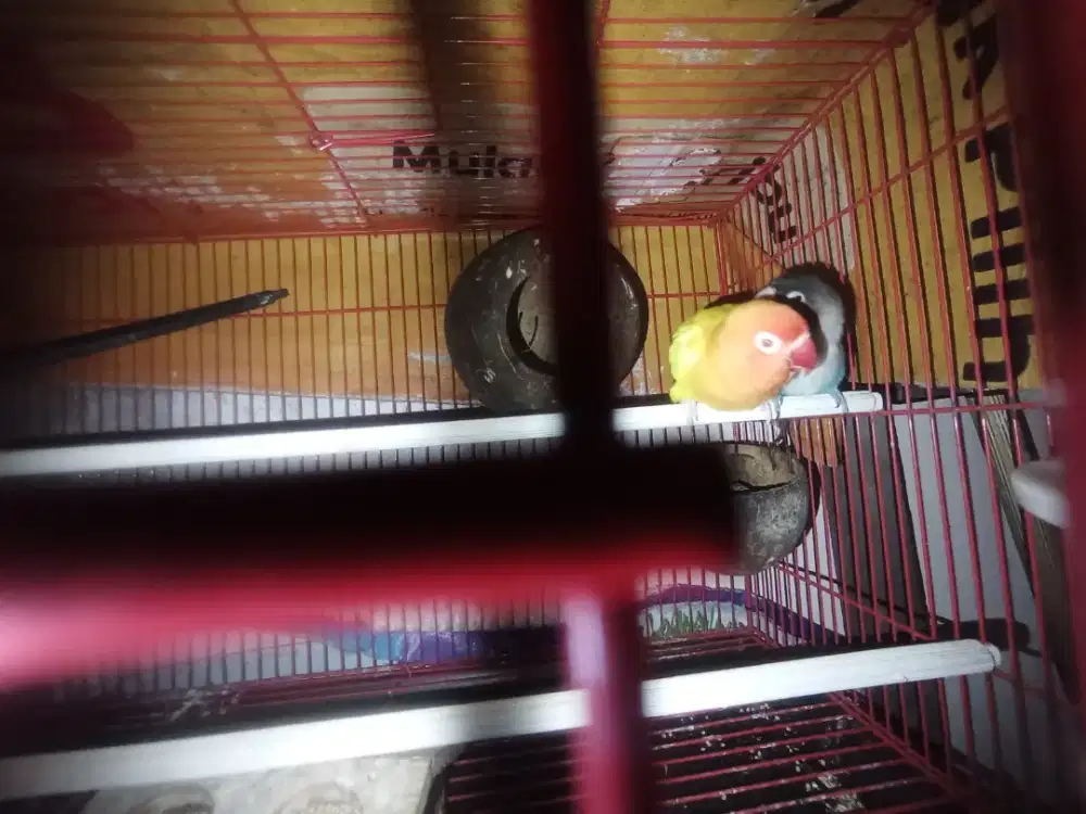 LOVEBIRD PRODUKSI MANGSI X LUTINO MM