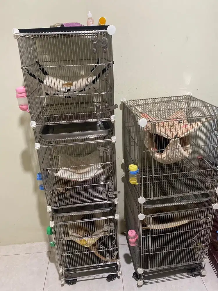 Open Adopt Sugar Glider (hanya bayar kandang saja)