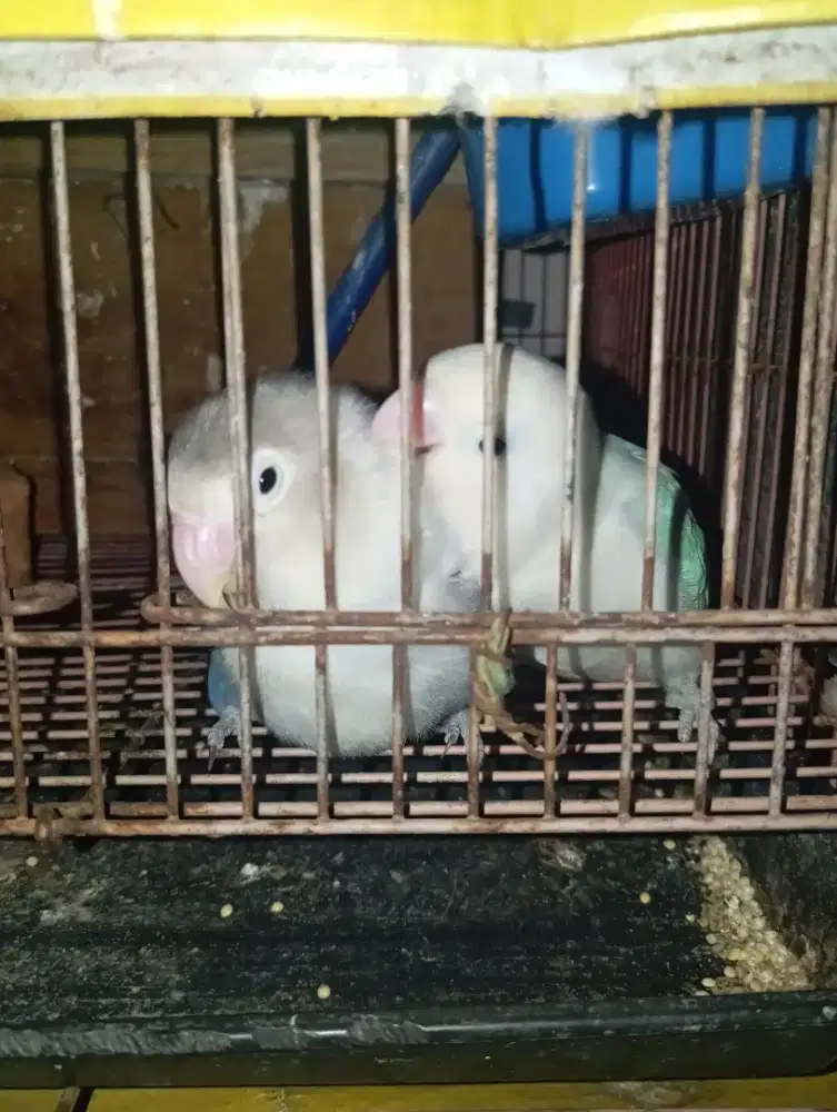 LOVEBIRD PRODUKSI AKTIF PENCETAK BROKEN PB