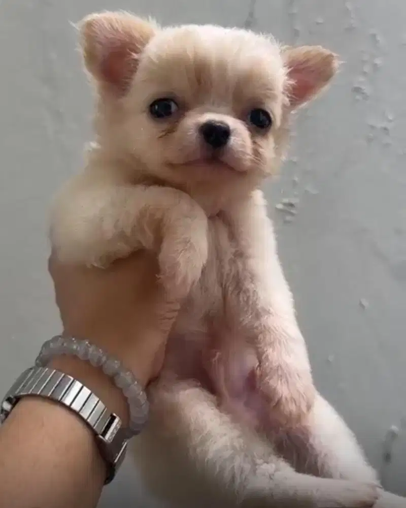 Chihuahua longhair