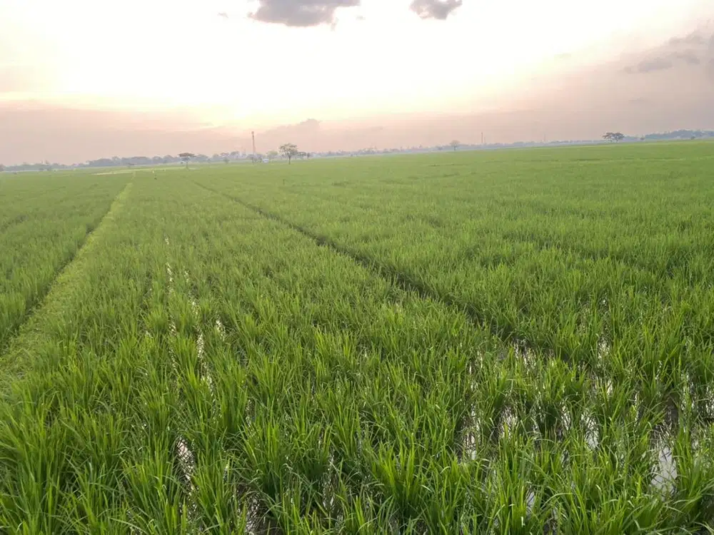 Dijual sawah dengan luas 1.7 Ha