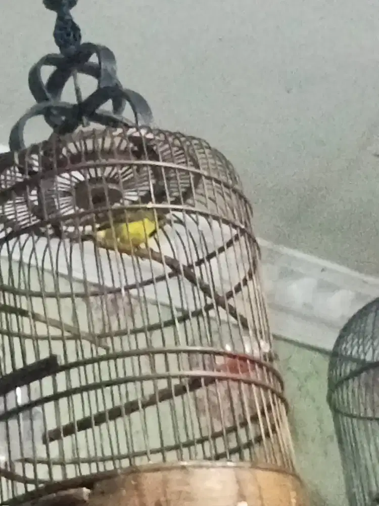 Jual burung pemakan madu