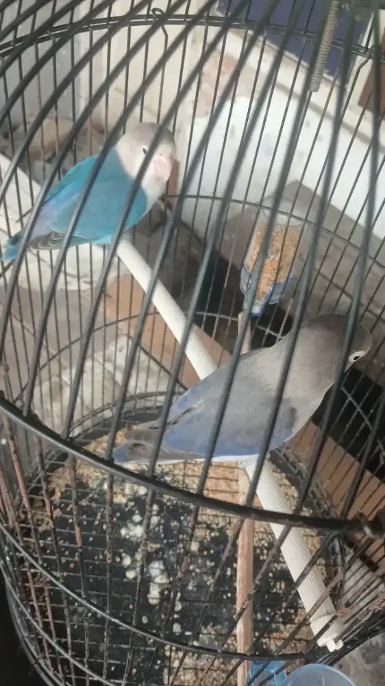 Di jual burung lovobida pls kandang juga ni harga 500.000 nego aja